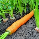 Kako posaditi šargarepu da brzo nikne